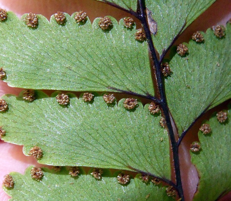 Adiantum fulvum photo 8