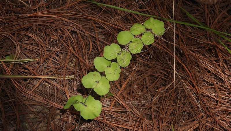Adiantum galeottianum