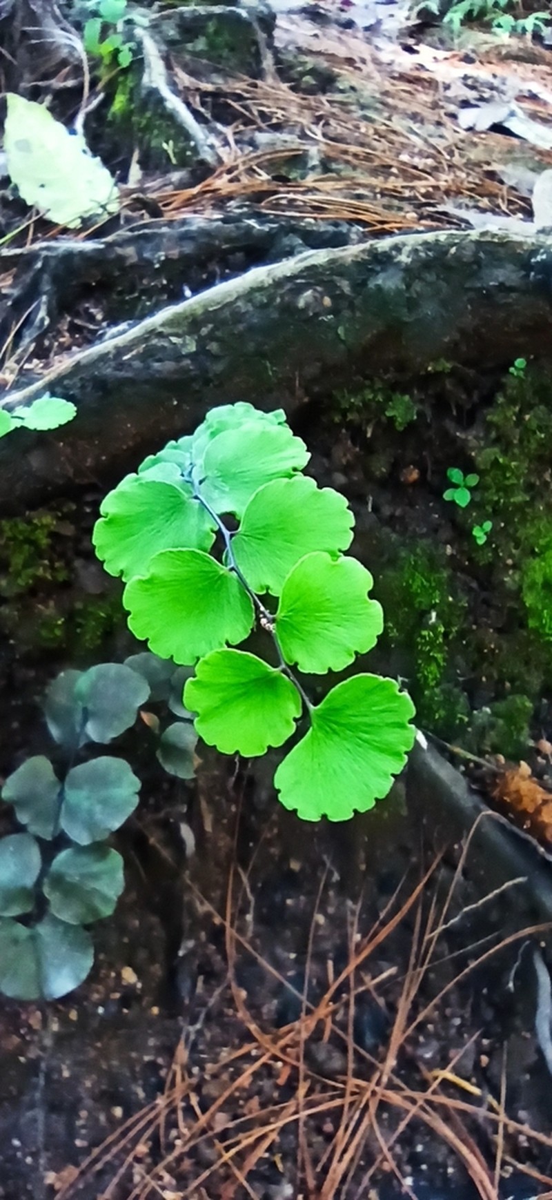 Adiantum galeottianum photo 2