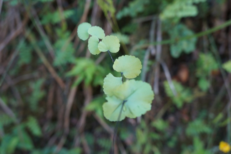 Adiantum galeottianum photo 3