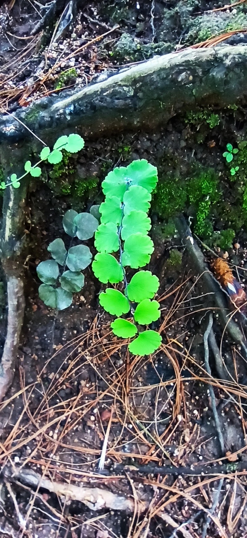 Adiantum galeottianum photo 4