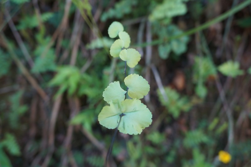 Adiantum galeottianum photo 5