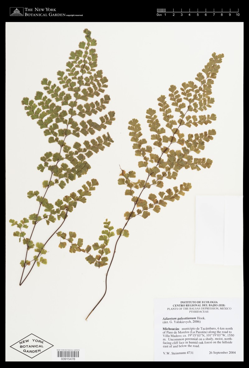 Adiantum galeottianum photo 6