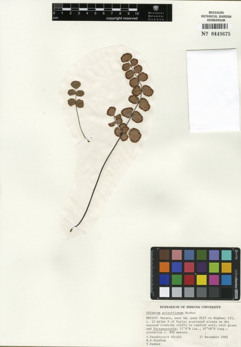 Adiantum galeottianum photo 7