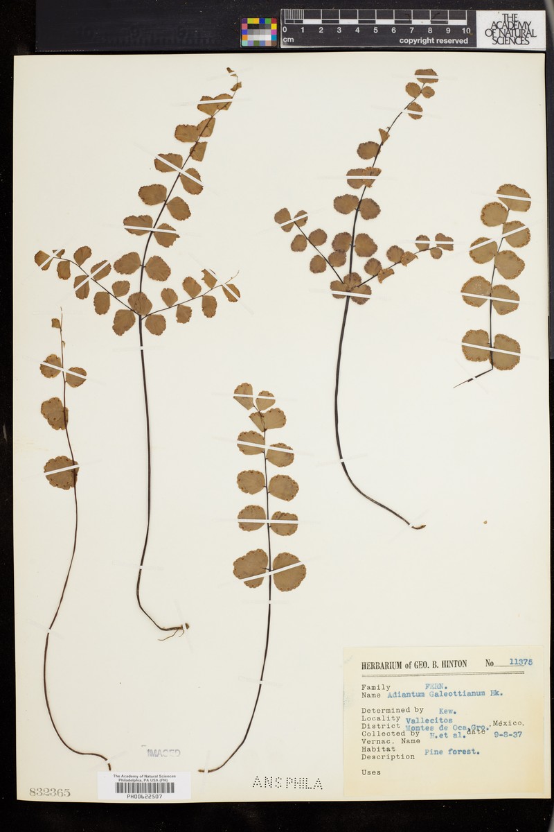 Adiantum galeottianum photo 8