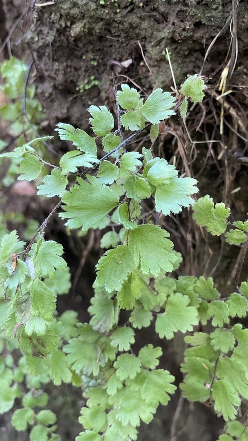 Adiantum gertrudis