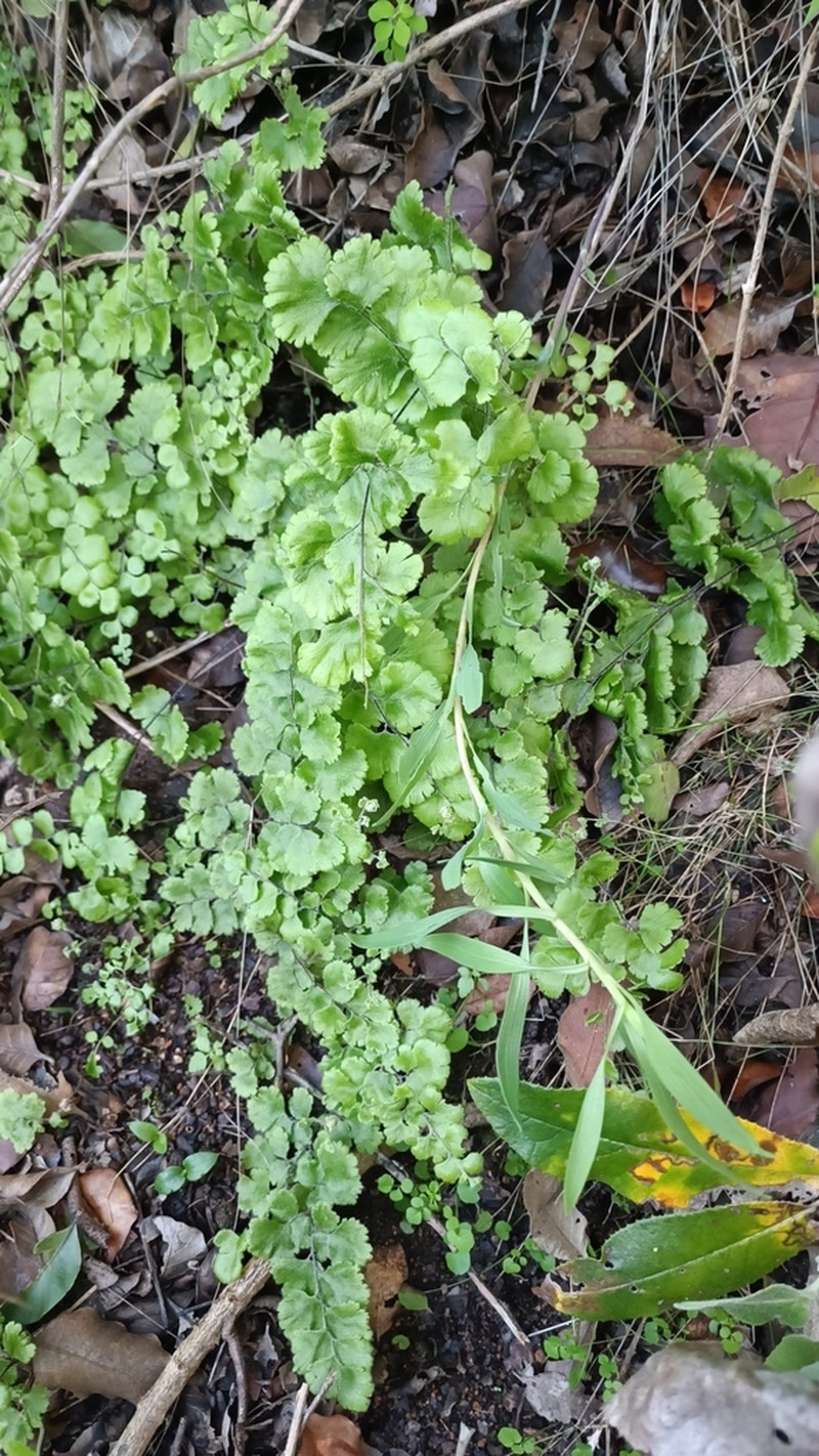 Adiantum gertrudis photo 2