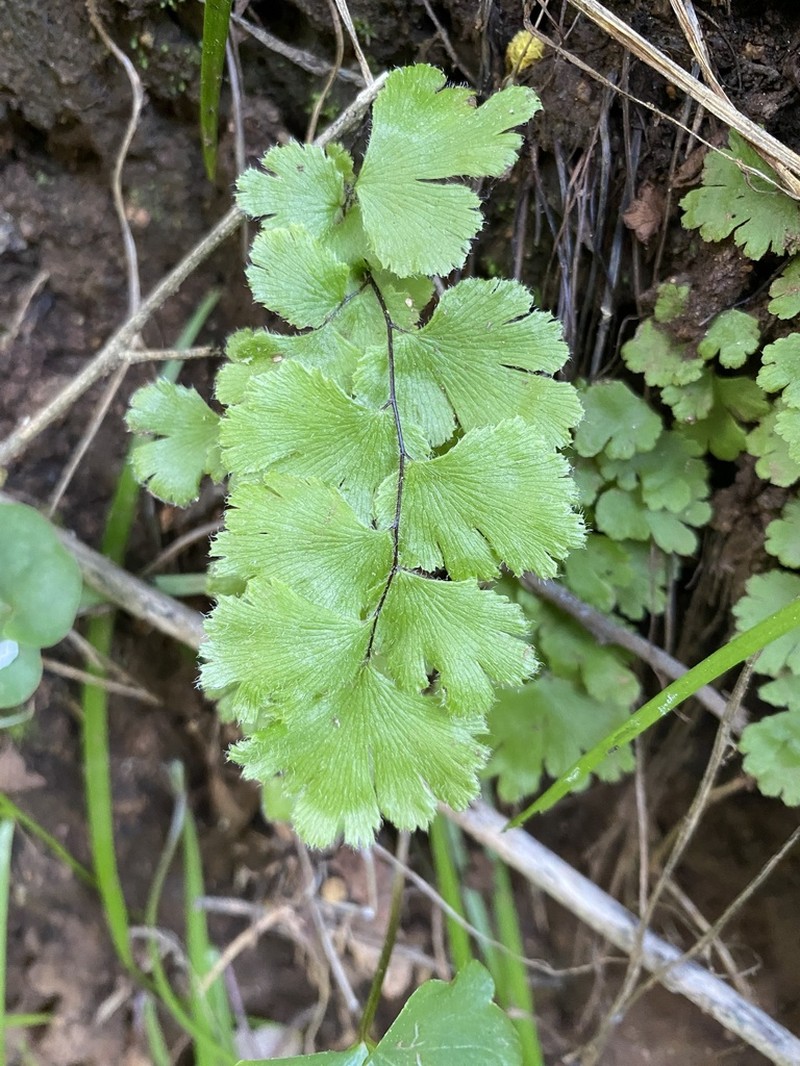 Adiantum gertrudis photo 3