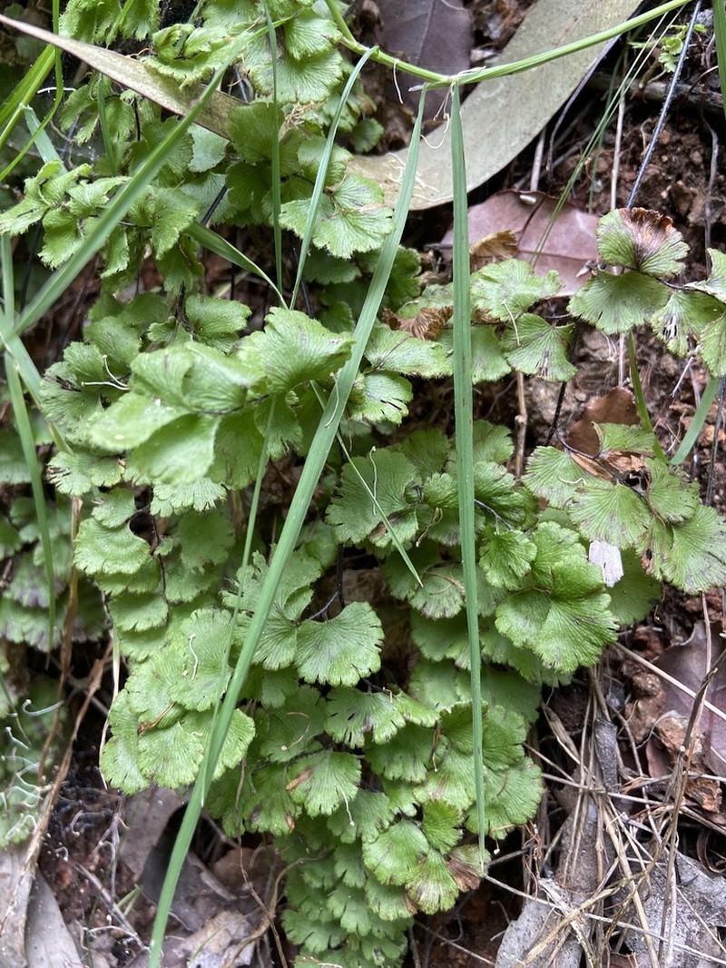 Adiantum gertrudis photo 4