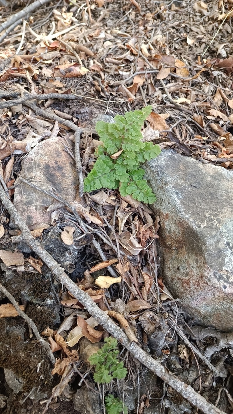 Adiantum gertrudis photo 5