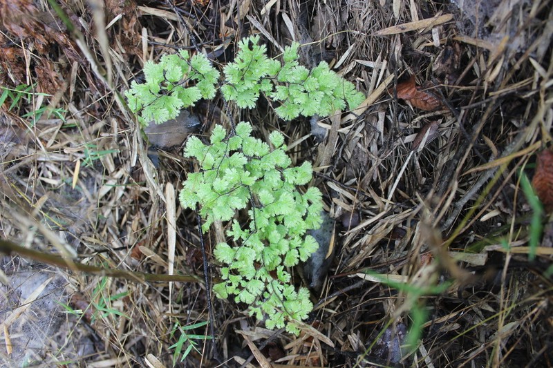 Adiantum gertrudis photo 6