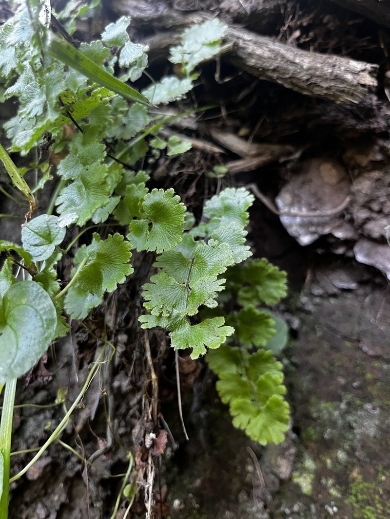 Adiantum gertrudis photo 7