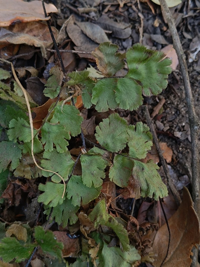 Adiantum gertrudis photo 8