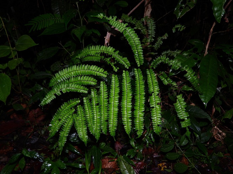 Adiantum giganteum