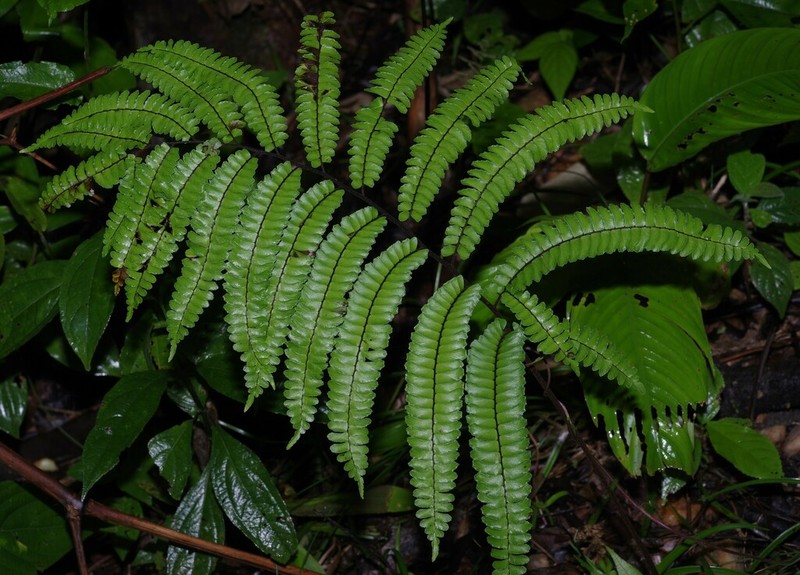 Adiantum giganteum photo 2
