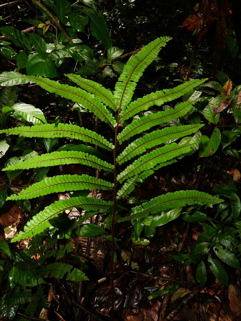 Adiantum giganteum photo 3