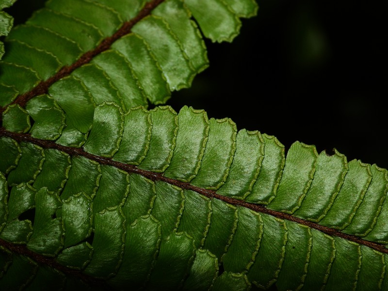 Adiantum giganteum photo 4