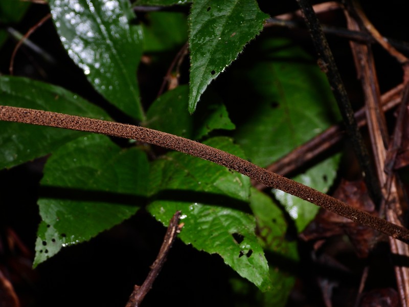 Adiantum giganteum photo 5