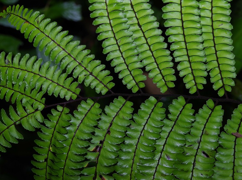 Adiantum giganteum photo 6