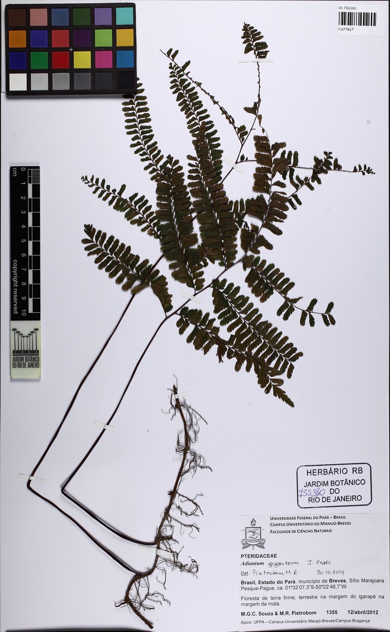Adiantum giganteum photo 7