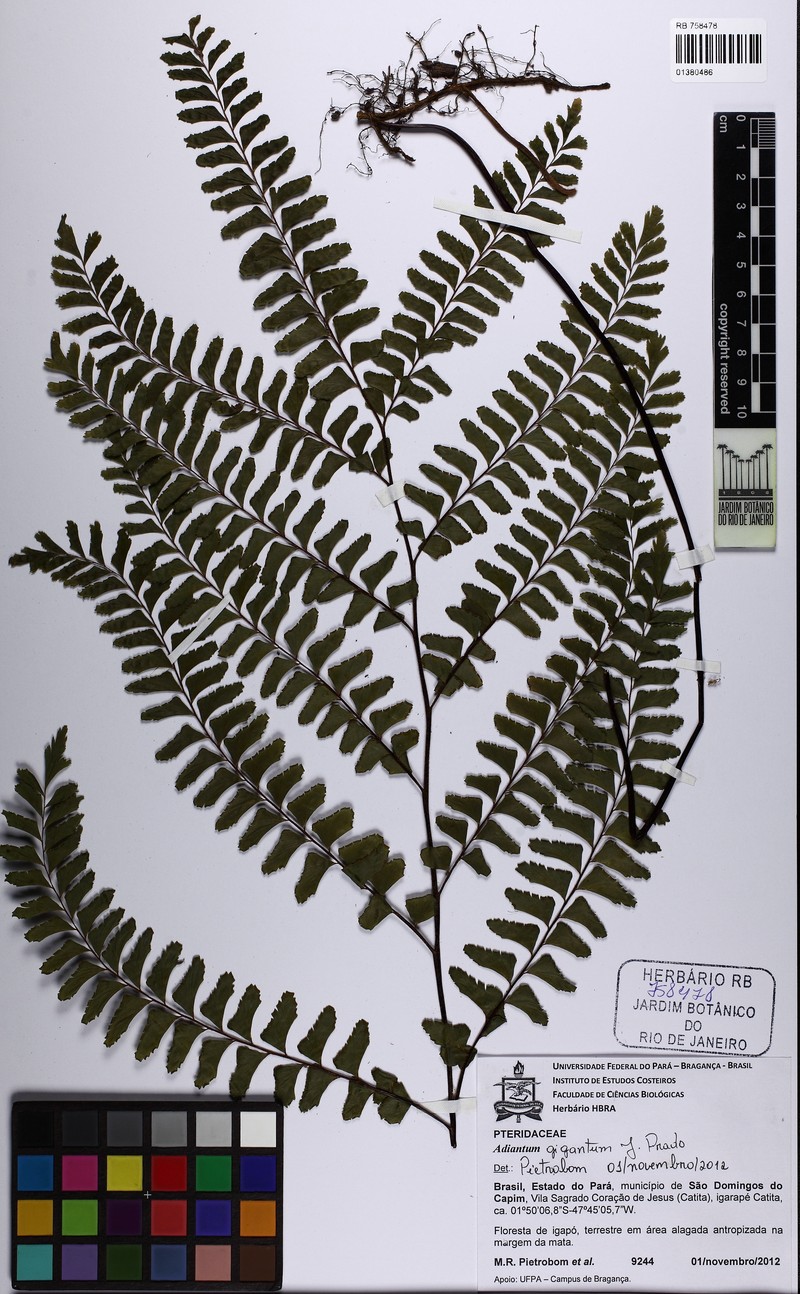 Adiantum giganteum photo 8