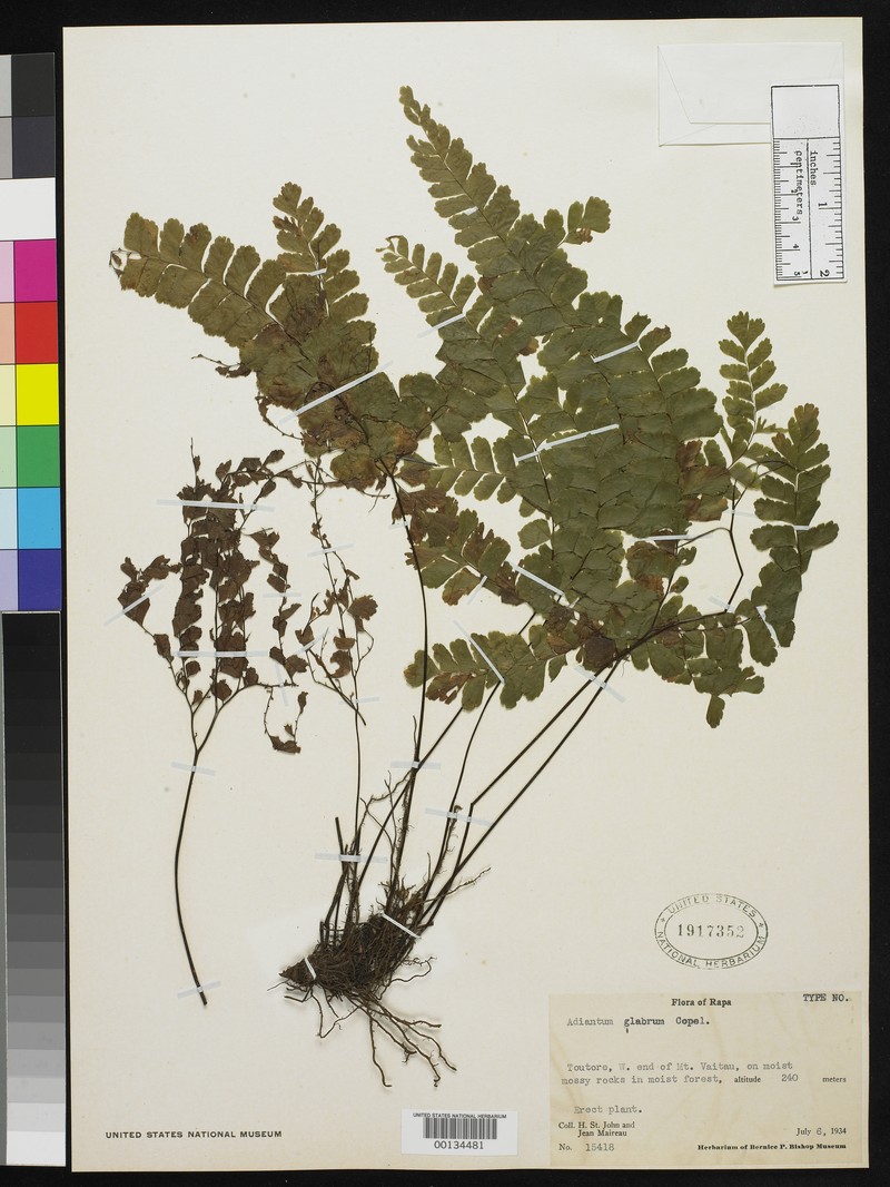 Adiantum glabrum