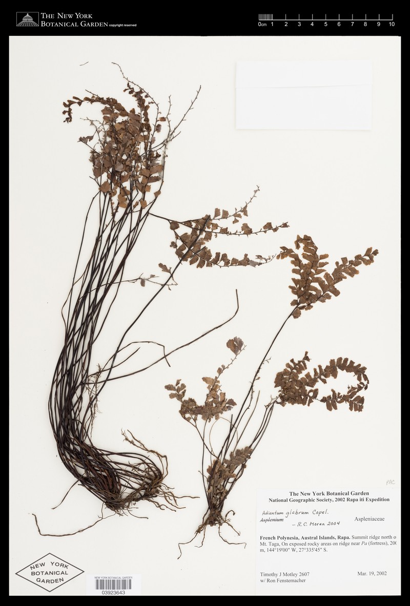 Adiantum glabrum