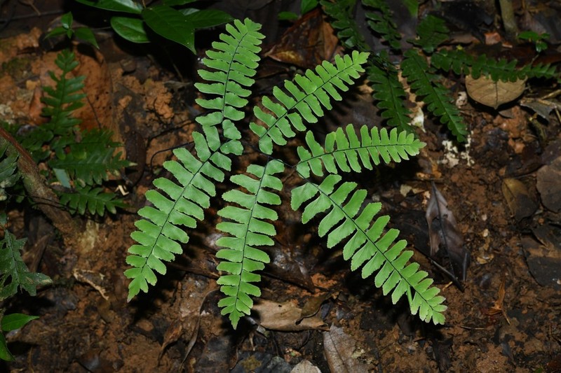 Adiantum glaucescens