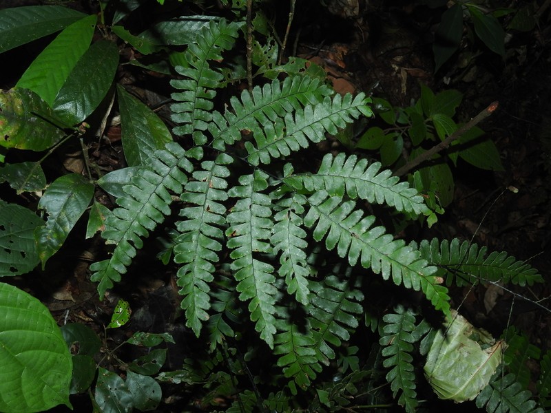 Adiantum glaucescens photo 2