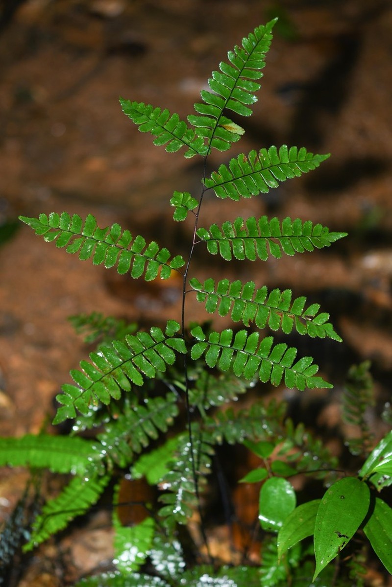 Adiantum glaucescens photo 3