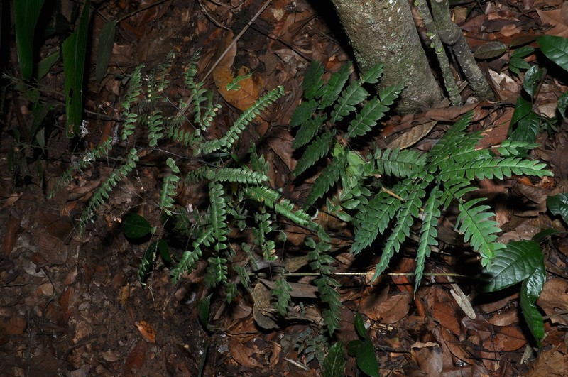 Adiantum glaucescens photo 4