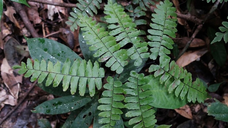Adiantum glaucescens photo 5
