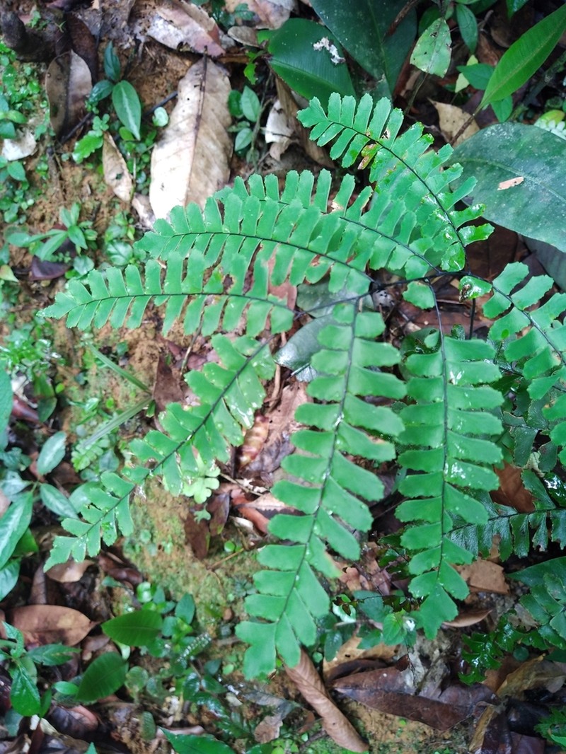 Adiantum glaucescens photo 6