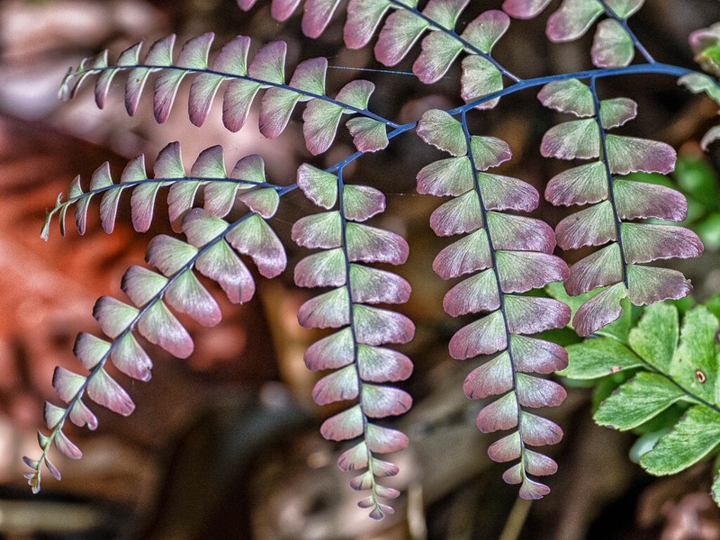 Adiantum glaucescens photo 7