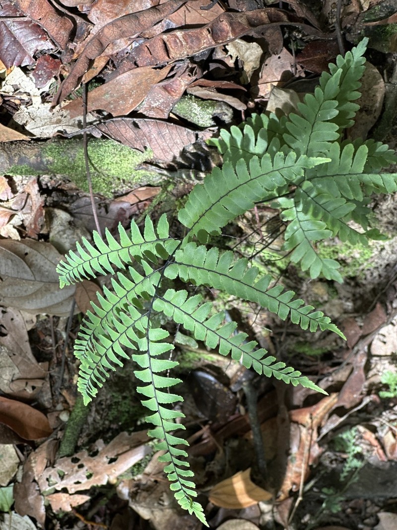 Adiantum glaucescens photo 8