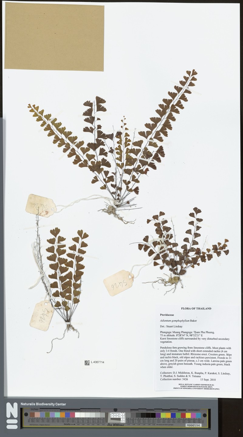 Adiantum gomphophyllum