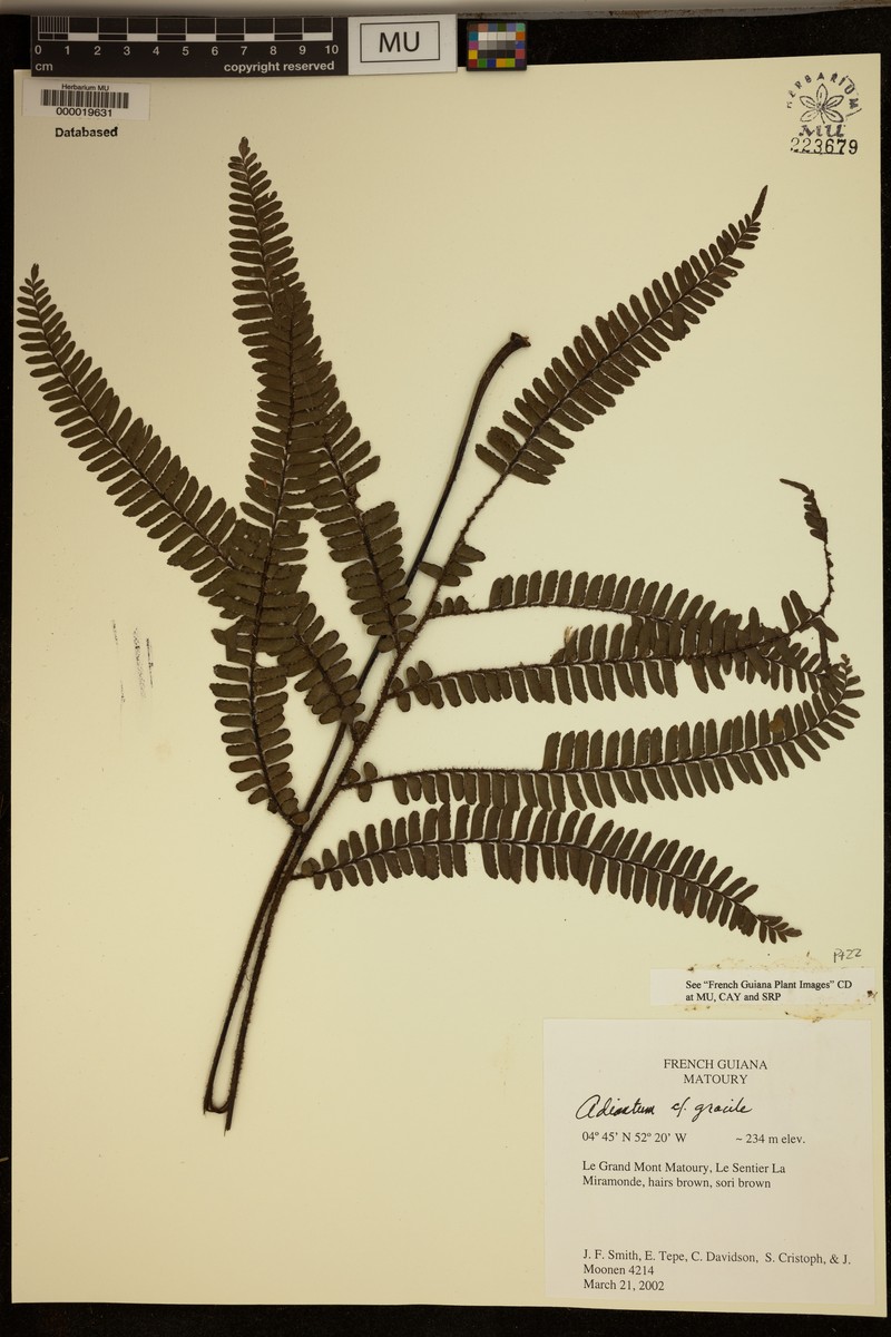 Adiantum gracile