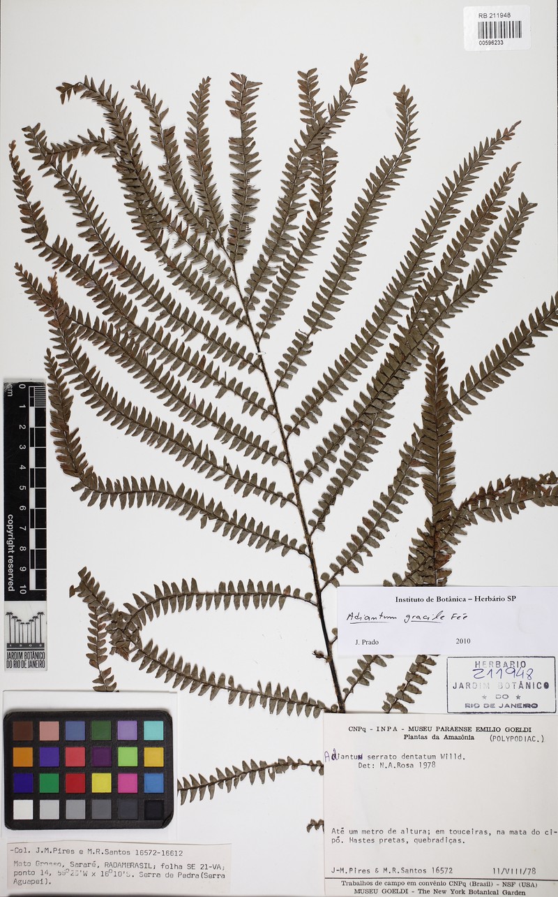 Adiantum gracile photo 2
