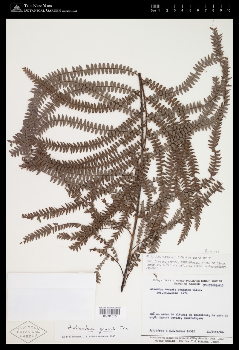 Adiantum gracile photo 3