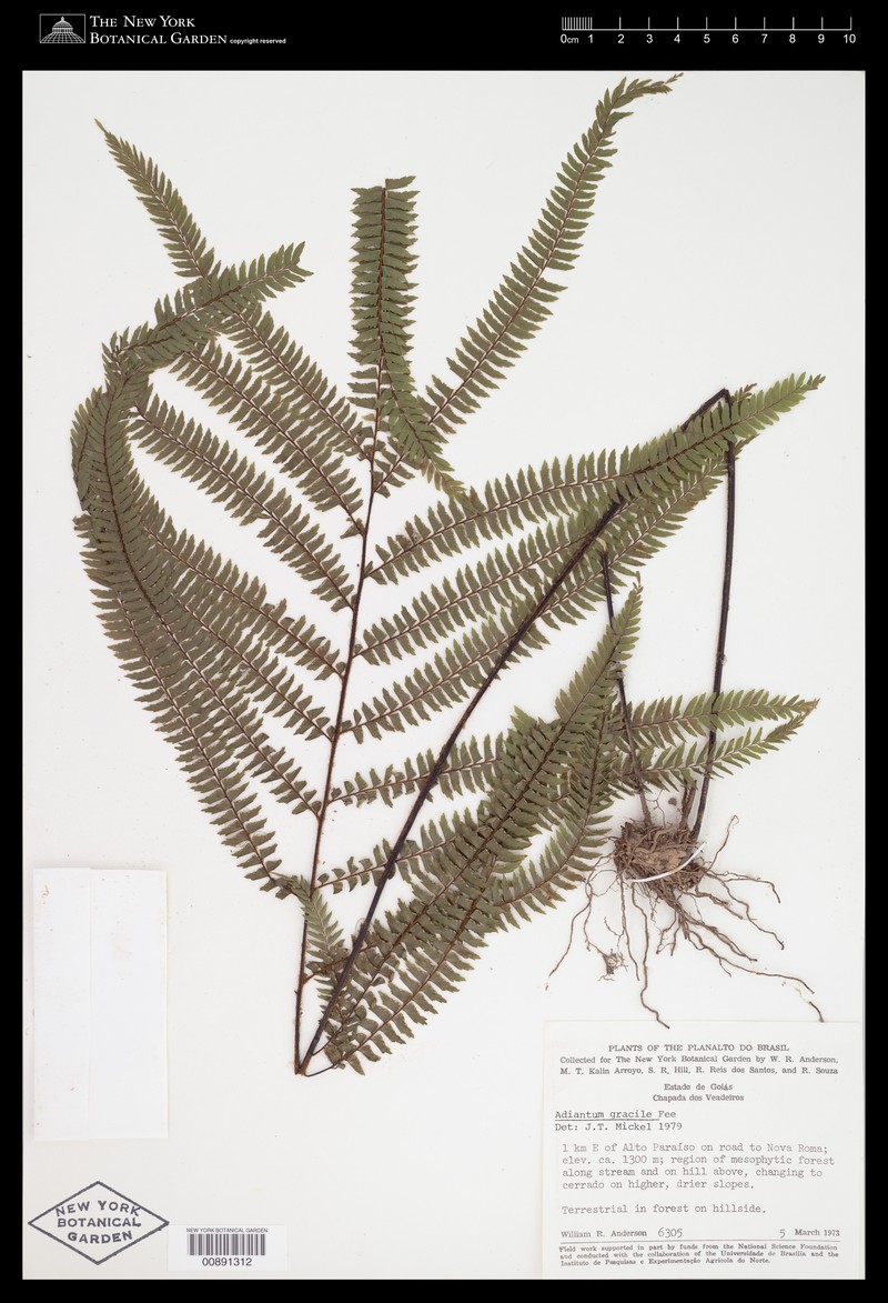 Adiantum gracile photo 4