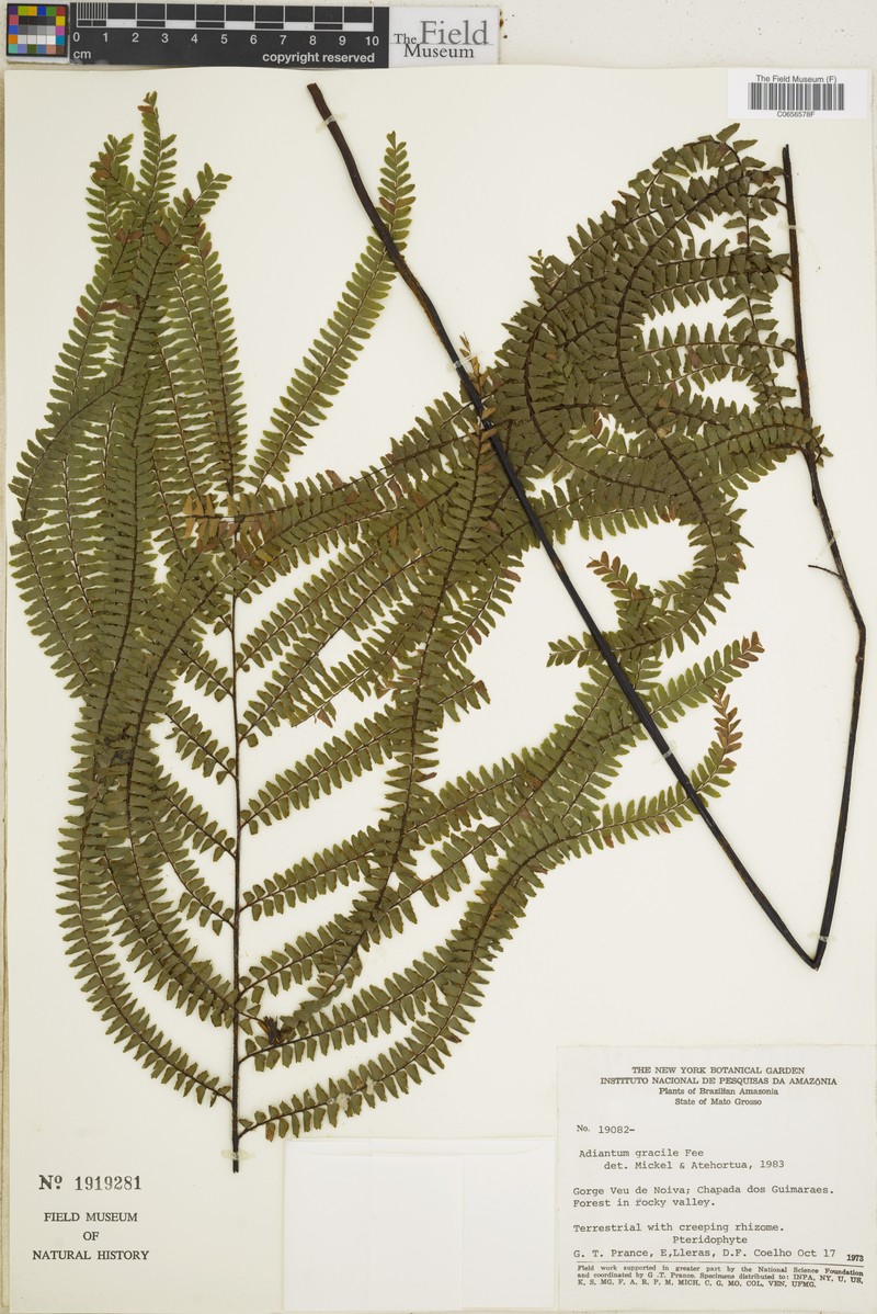 Adiantum gracile photo 5