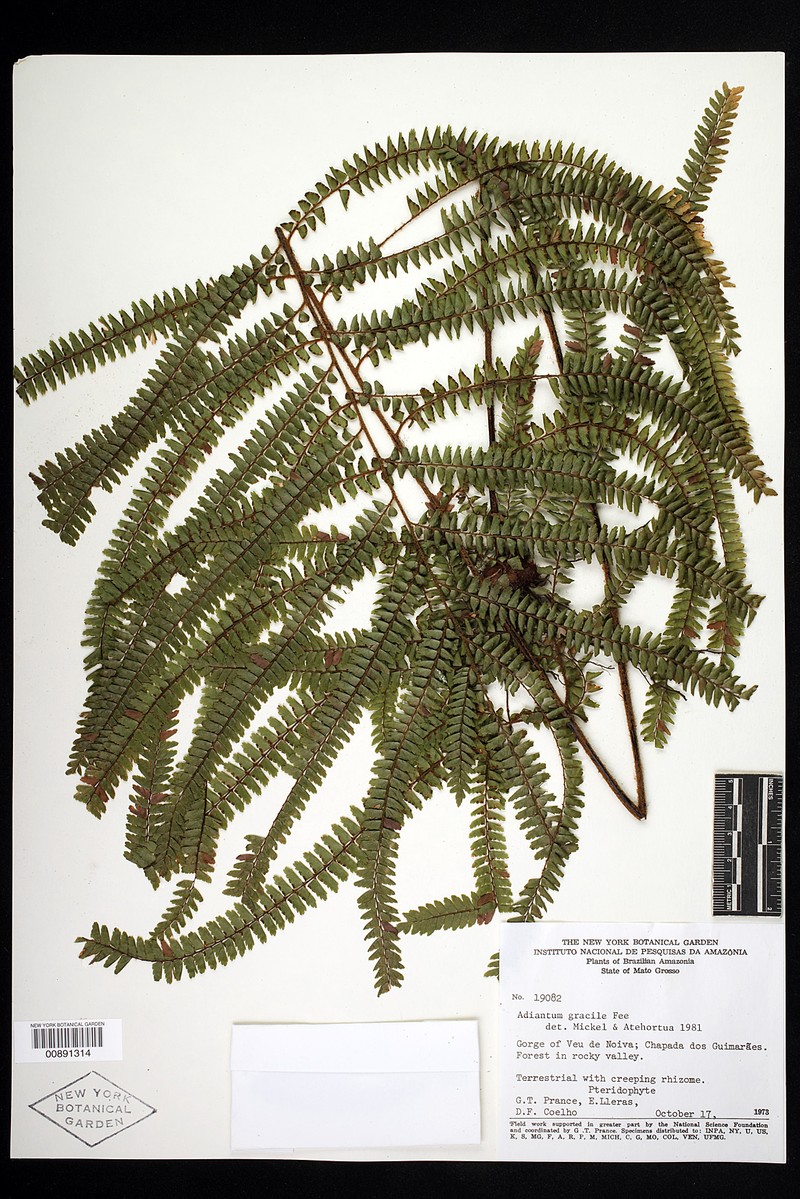 Adiantum gracile photo 6