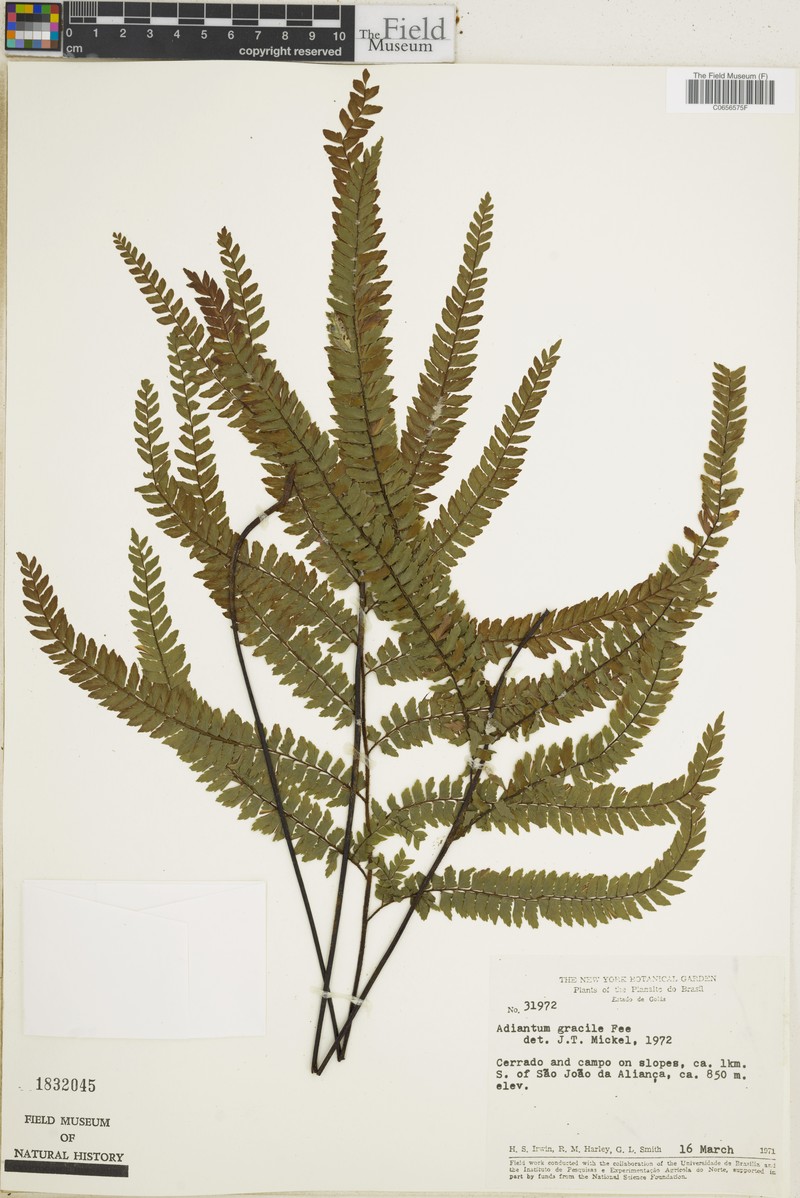 Adiantum gracile photo 7