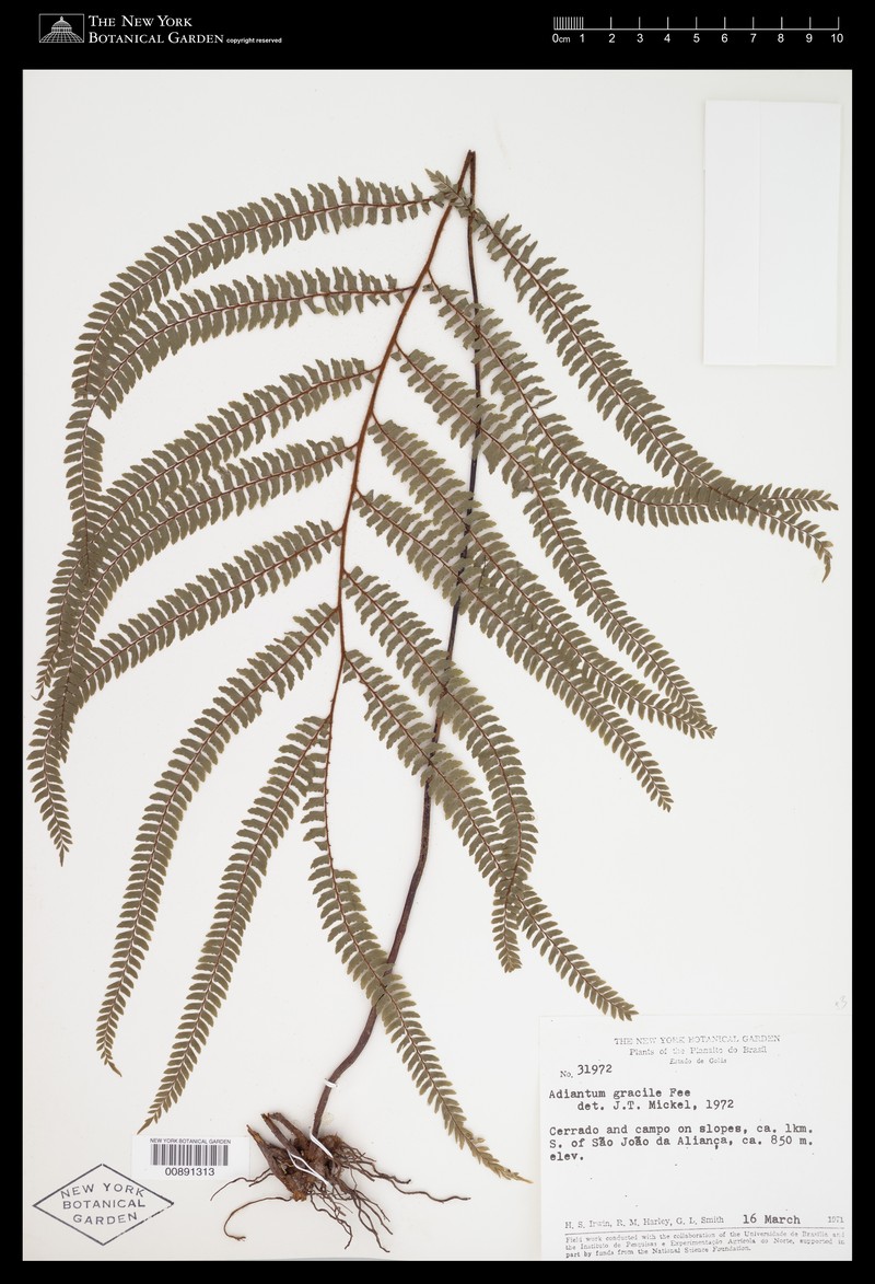 Adiantum gracile photo 8