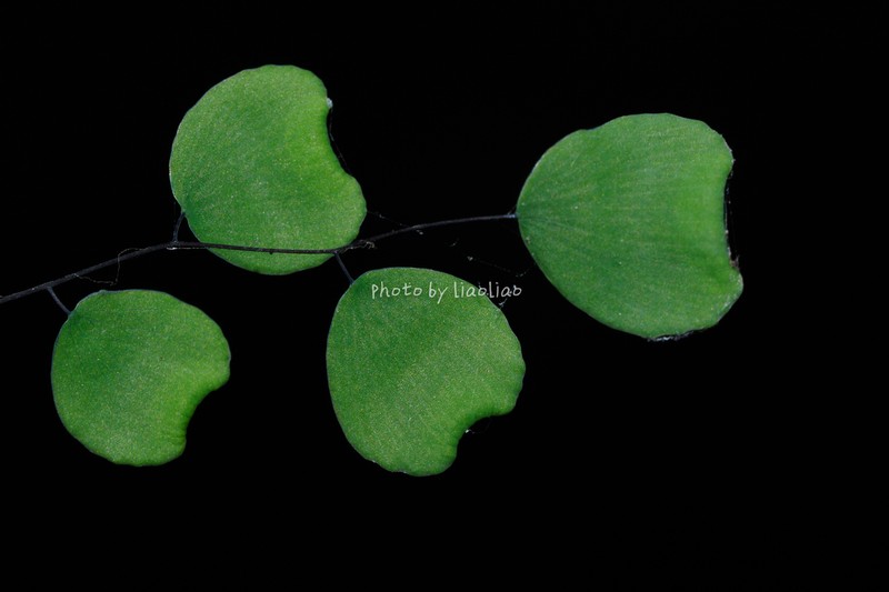 Adiantum gravesii