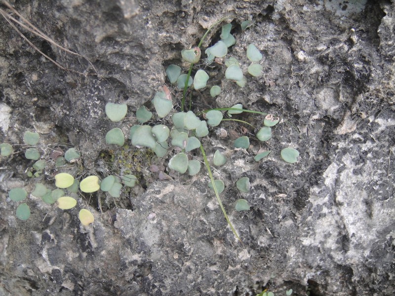 Adiantum gravesii photo 2