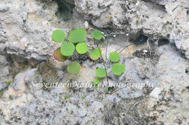 Adiantum gravesii photo 3