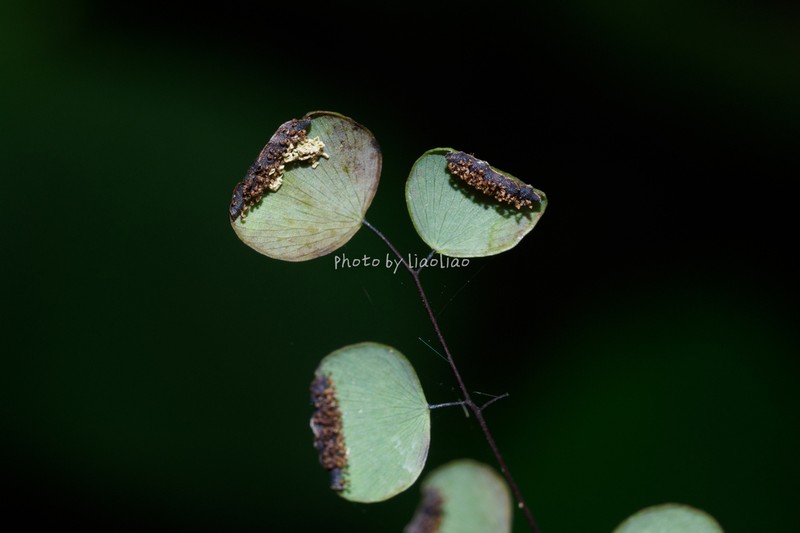 Adiantum gravesii photo 4