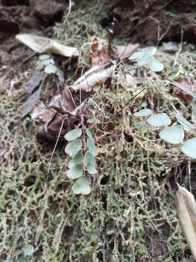 Adiantum gravesii photo 5