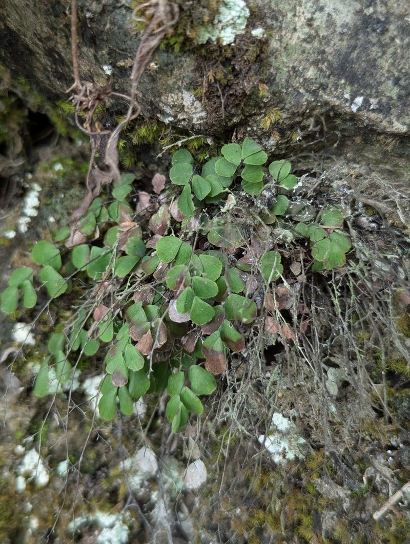 Adiantum gravesii photo 6